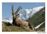 Postcard the ibex Capra Ibex in vanoise