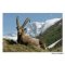 Postcard the ibex Capra Ibex in vanoise