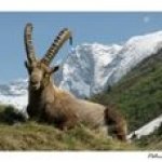 Postcard the ibex Capra Ibex in vanoise