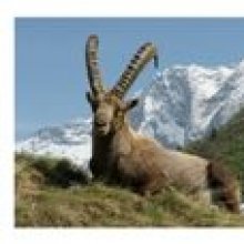 Postcard the ibex Capra Ibex in vanoise